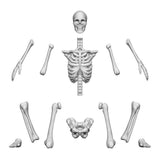 3D Print: Positionable Human Skeletons 1:35