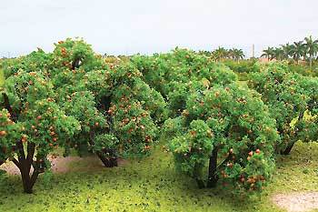 50-55mm Orange Tree Grove