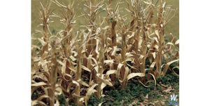 Dried Corn Stalks
